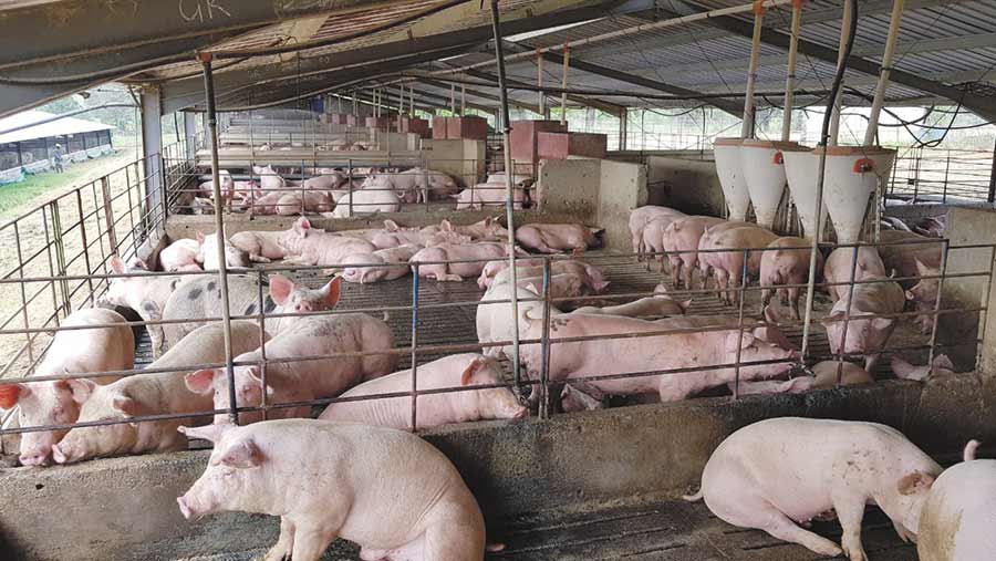 pig farming business plan in ghana